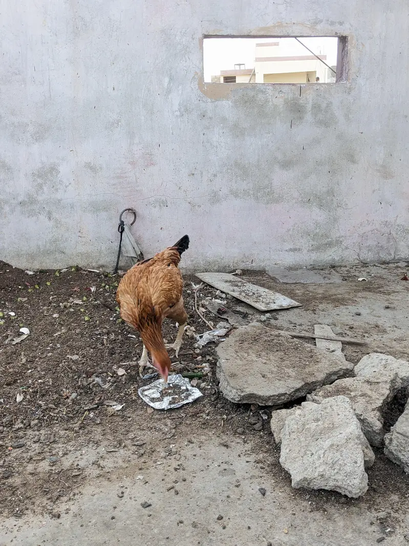 Desi/Misri Hens for sale — photo 11