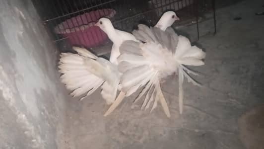 emercian lucky pair for sale