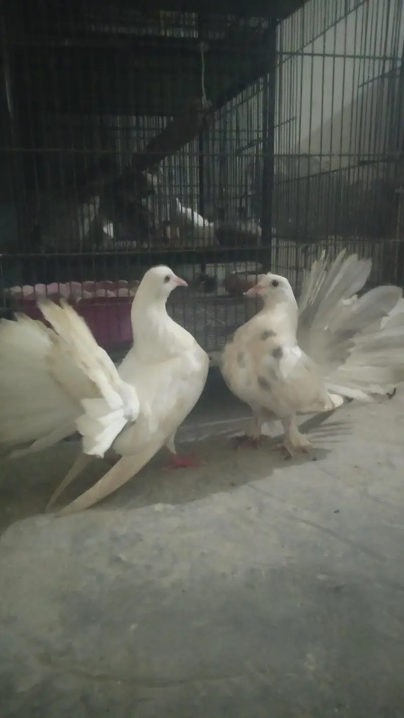 emercian lucky pair for sale — photo 2