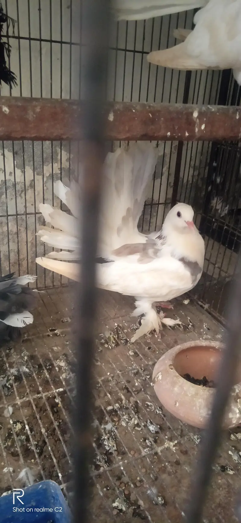 emercian lucky pair for sale — photo 4