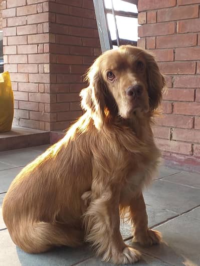 Cocker Spaniels (Pair)