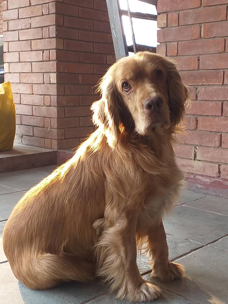 Cocker Spaniels (Pair) 0