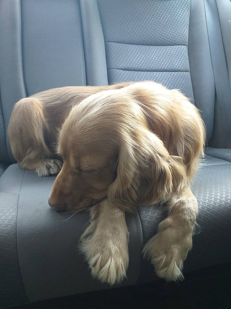 Cocker Spaniels (Pair) 1