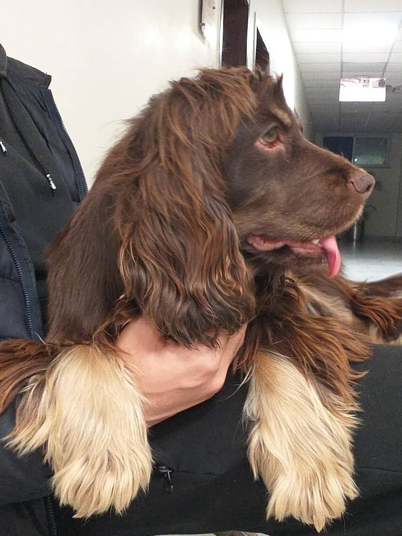 Cocker Spaniels (Pair) 2
