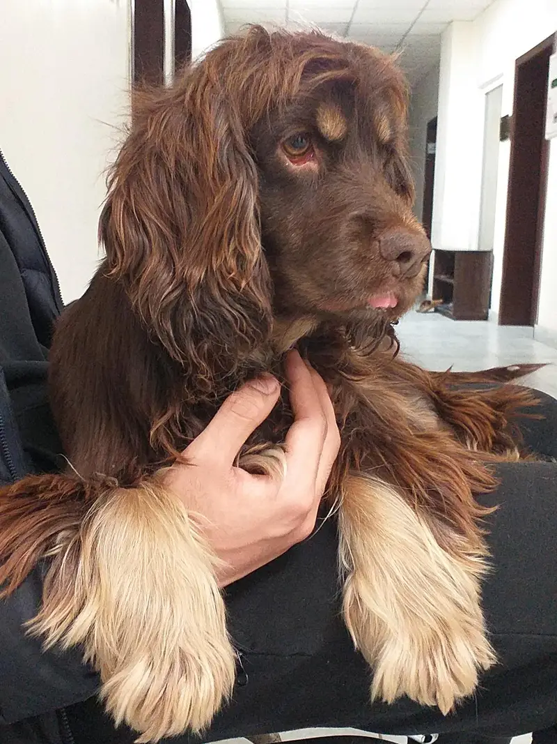 Cocker Spaniels (Pair) — photo 4