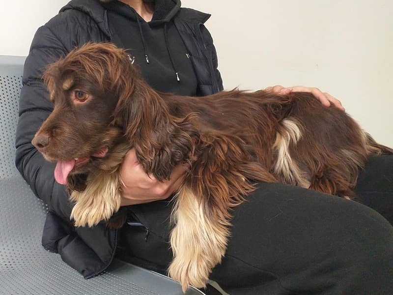 Cocker Spaniels (Pair) 4