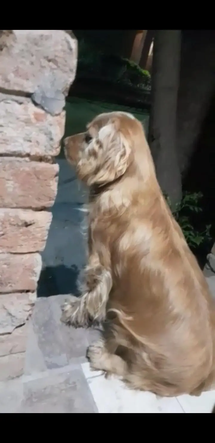 Cocker Spaniels (Pair) — photo 6