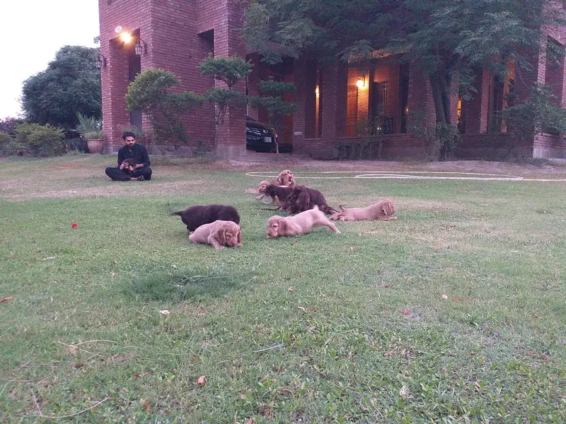 Cocker Spaniels (Pair) — photo 7