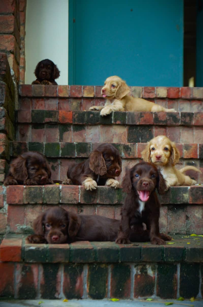 Cocker Spaniels (Pair) 7