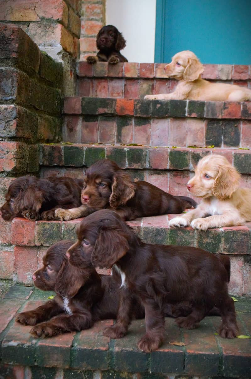 Cocker Spaniels (Pair) 8