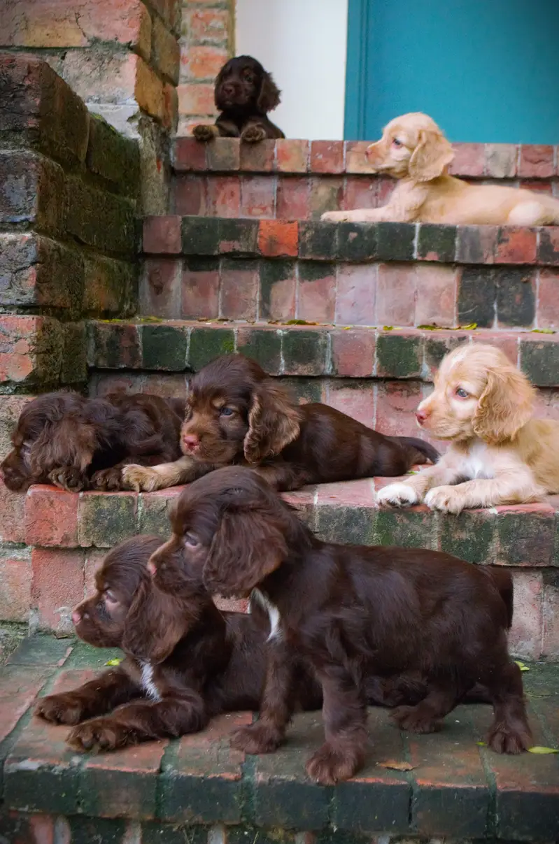 Cocker Spaniels (Pair) — photo 9