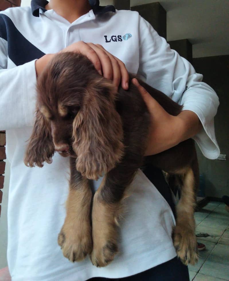 Cocker Spaniels (Pair) 9