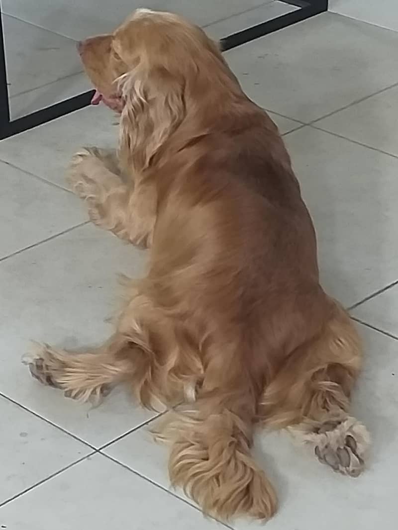 Cocker Spaniels (Pair) 10