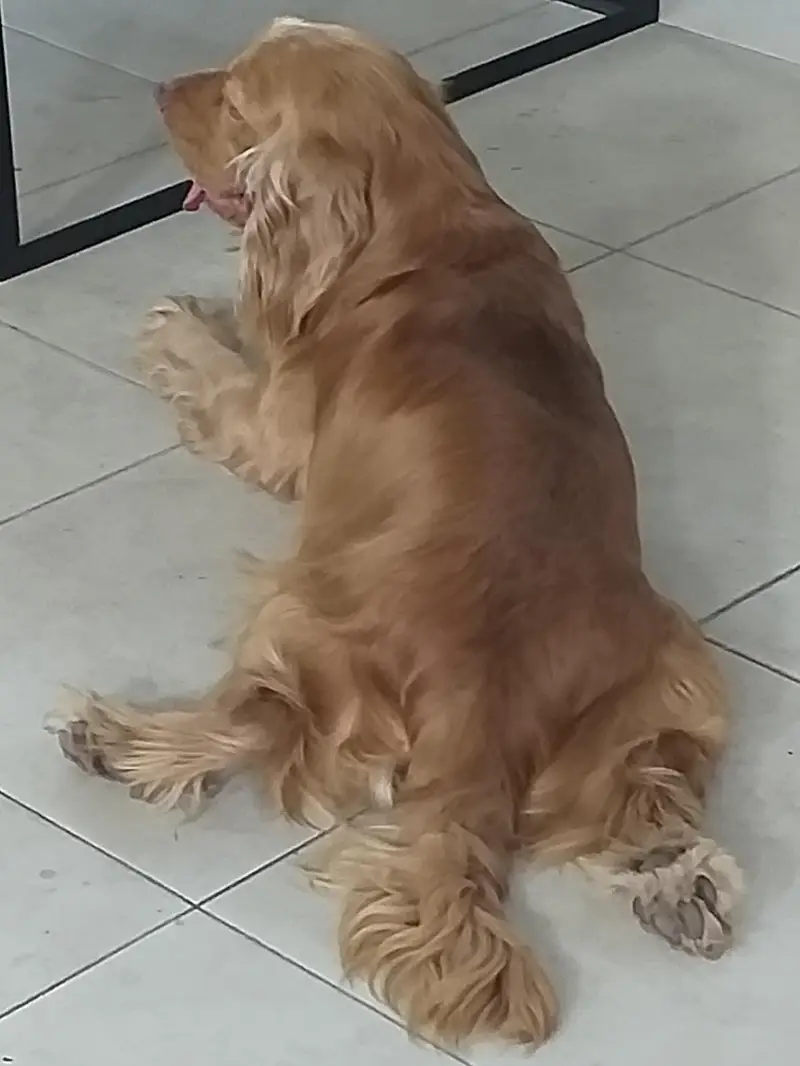 Cocker Spaniels (Pair) — photo 11