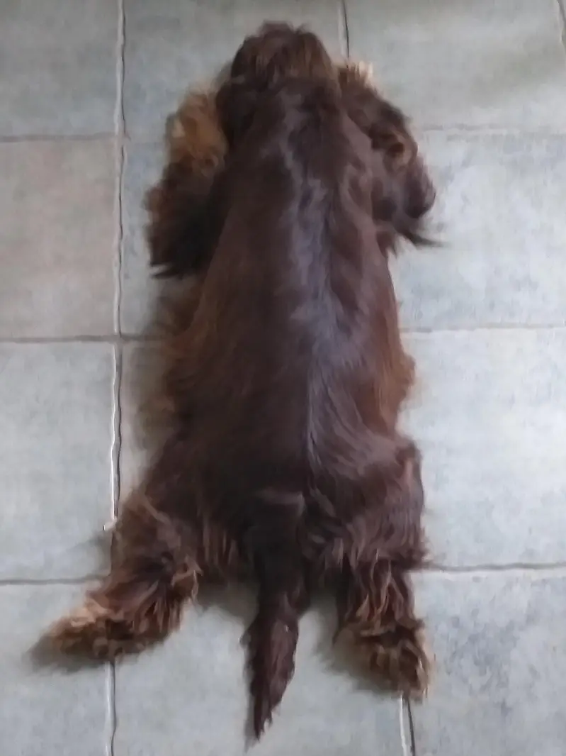 Cocker Spaniels (Pair) — photo 12