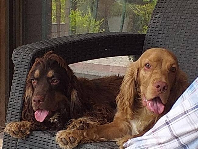Cocker Spaniels (Pair) 12
