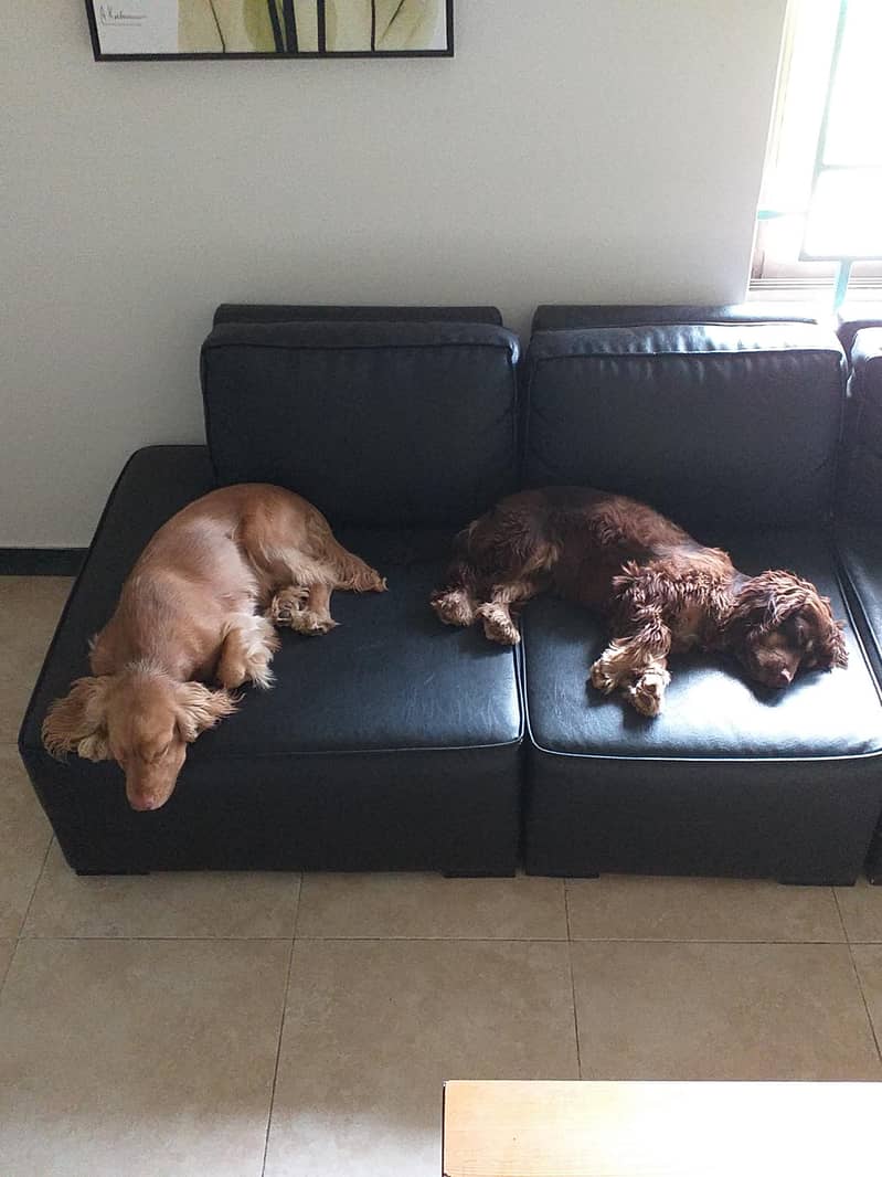 Cocker Spaniels (Pair) 13