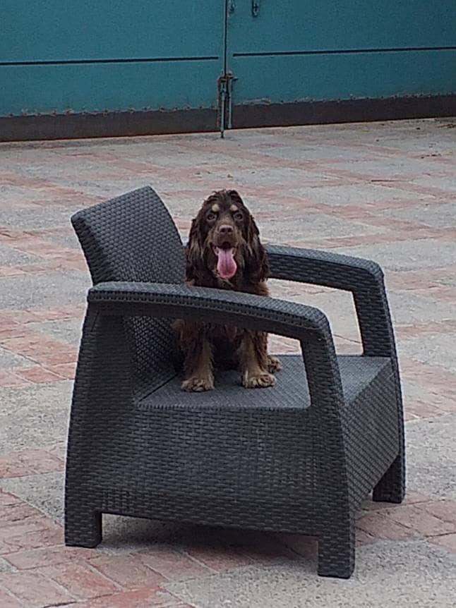 Cocker Spaniels (Pair) 14