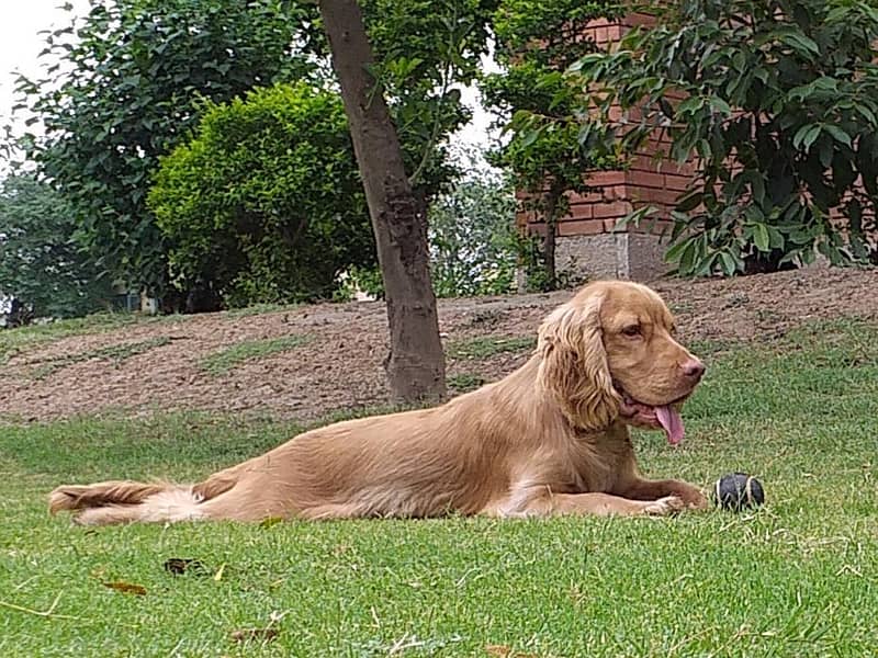 Cocker Spaniels (Pair) 15
