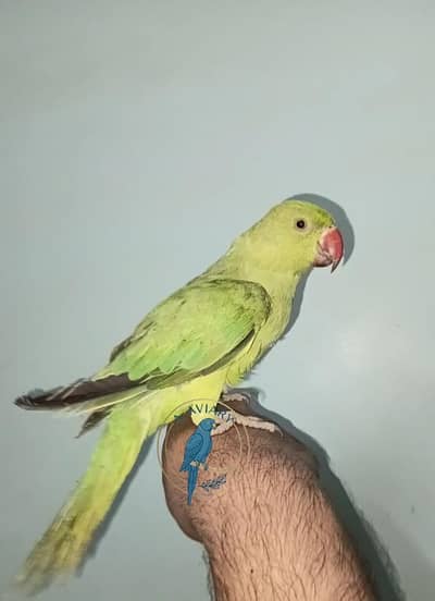 Ringneck chick