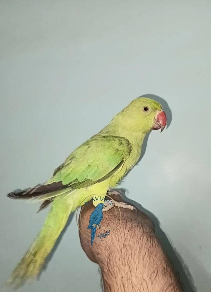 Ringneck chick 0