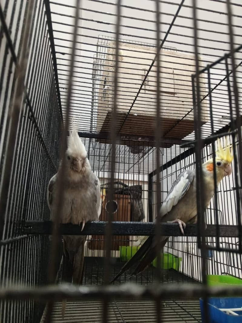 Confirmed breeding pair 0