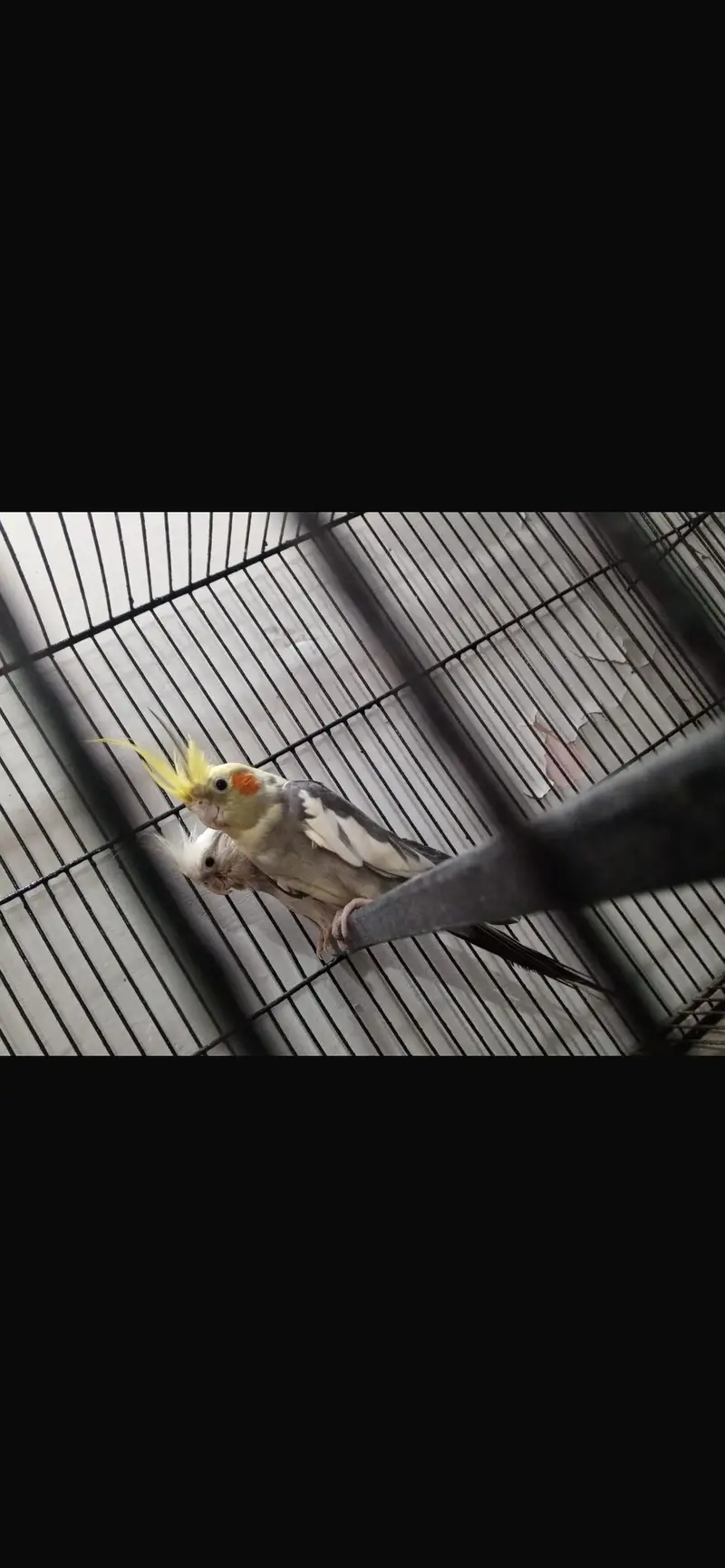 Confirmed breeding pair — photo 2