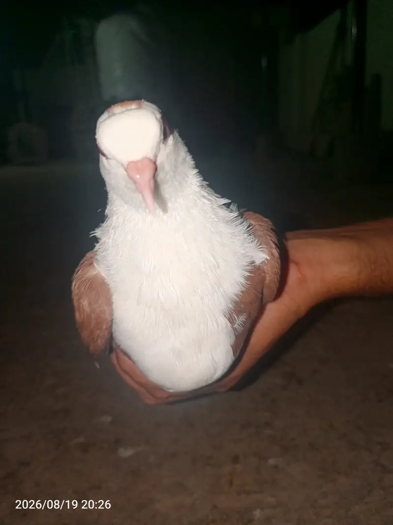 بہترین کوالٹی کے کربلائی کبوتر فارسیل — photo 2