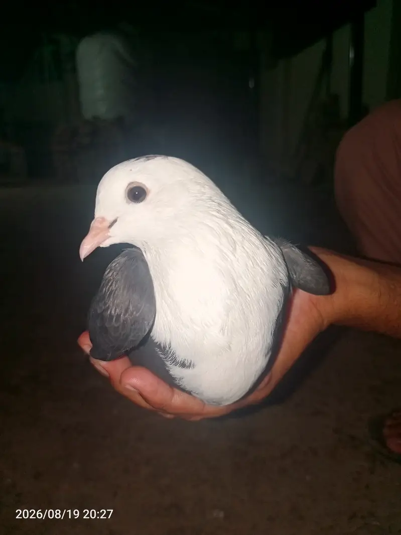 بہترین کوالٹی کے کربلائی کبوتر فارسیل — photo 3