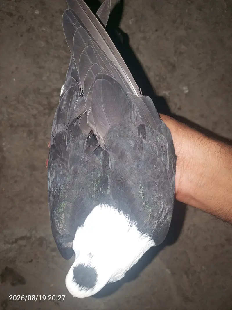 بہترین کوالٹی کے کربلائی کبوتر فارسیل — photo 4