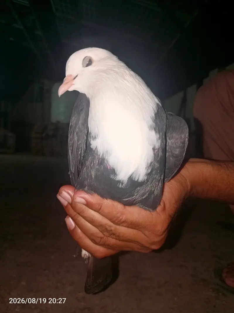 بہترین کوالٹی کے کربلائی کبوتر فارسیل — photo 5