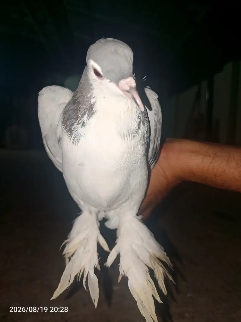 بہترین کوالٹی کے کربلائی کبوتر فارسیل — photo 6