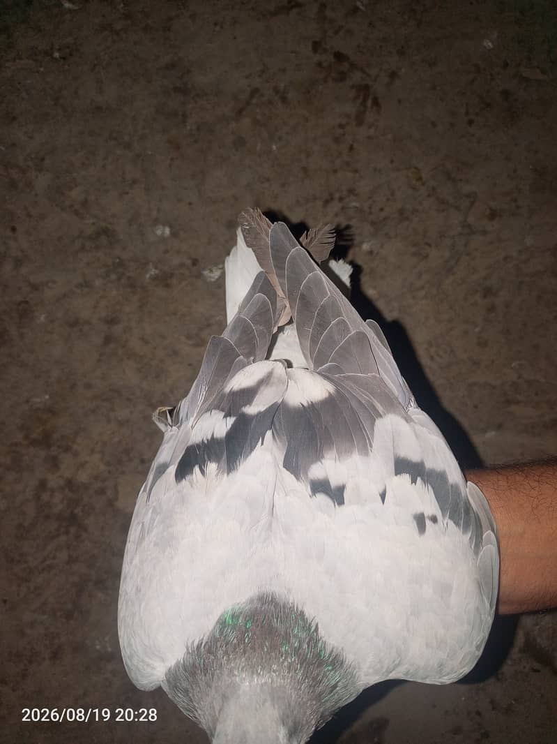 بہترین کوالٹی کے کربلائی کبوتر فارسیل 6