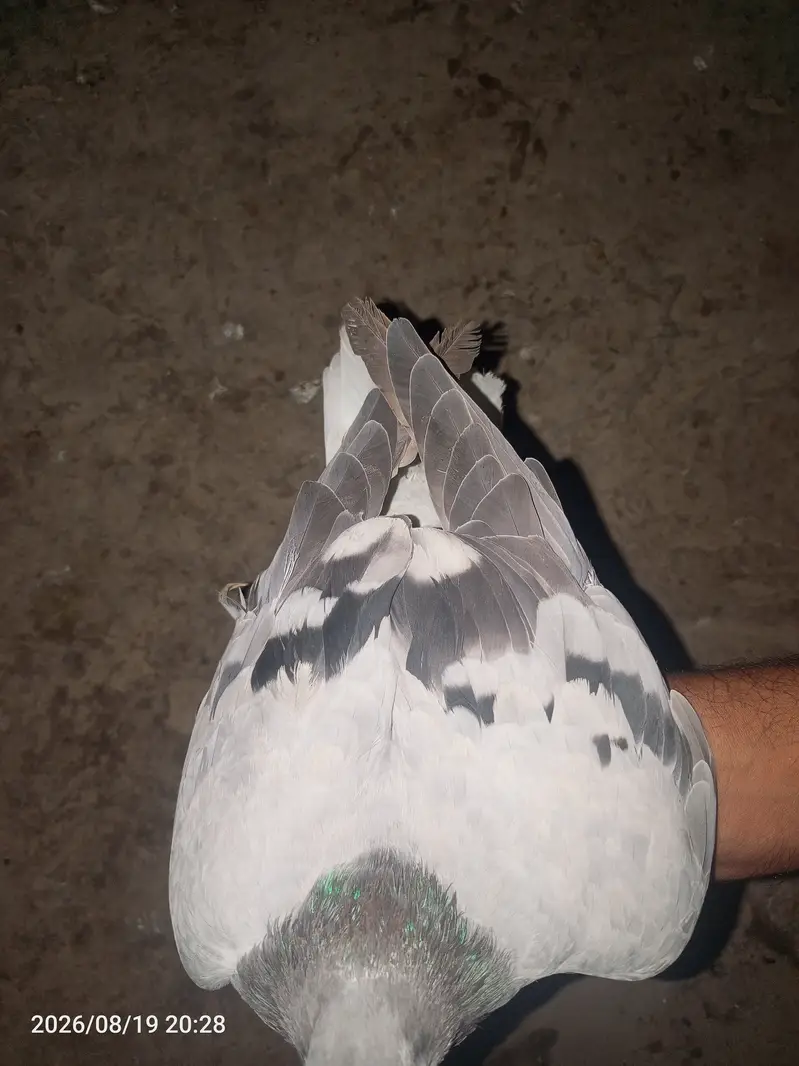 بہترین کوالٹی کے کربلائی کبوتر فارسیل — photo 7