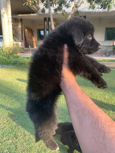 German shepherd Puppy | Long Coat| Black| Black n tan