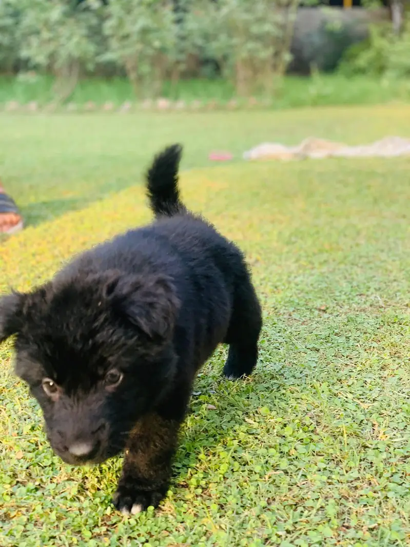 German shepherd Puppy | Long Coat| Black| Black n tan — photo 2