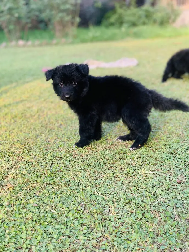 German shepherd Puppy | Long Coat| Black| Black n tan — photo 3