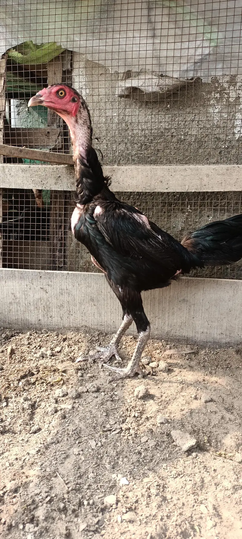 Thai female — photo 2