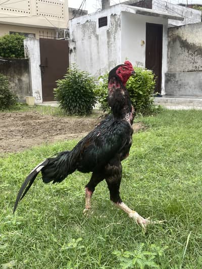 Japanese Shamo + Buchiban Breed