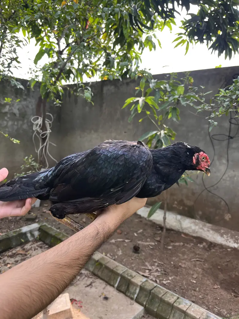 Lasani old bloodline female — photo 4
