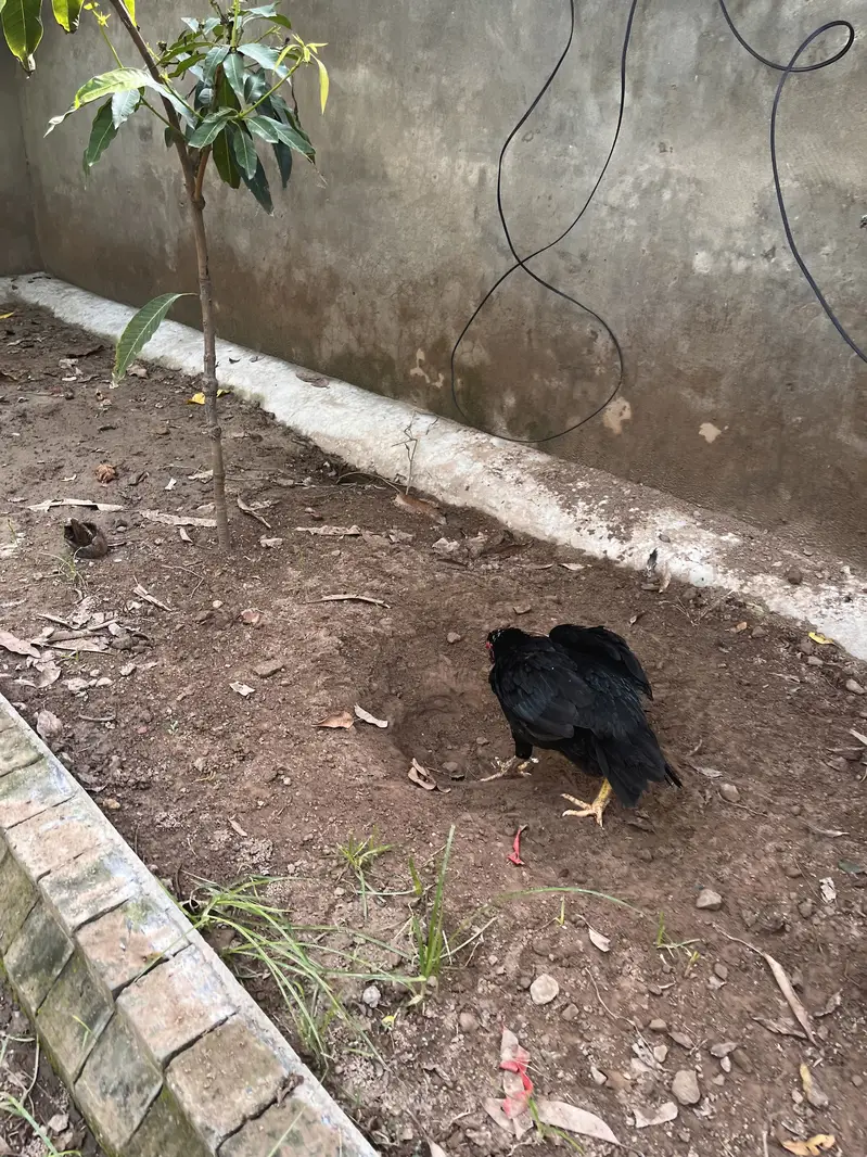 Lasani old bloodline female — photo 6