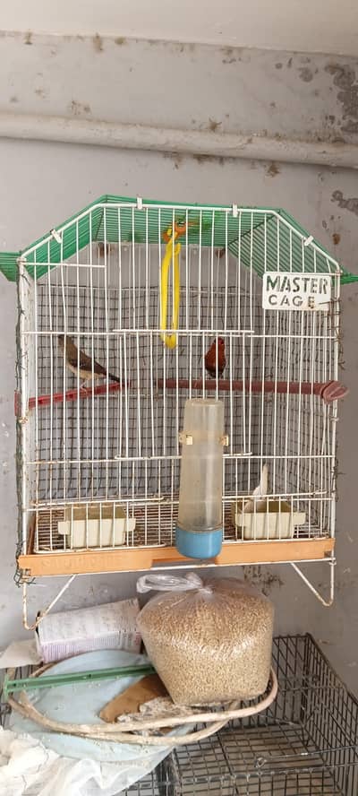Singing Strawberry finch pair very healthy and active