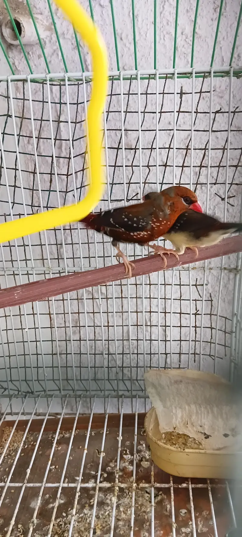 Singing Strawberry finch pair very healthy and active — photo 2