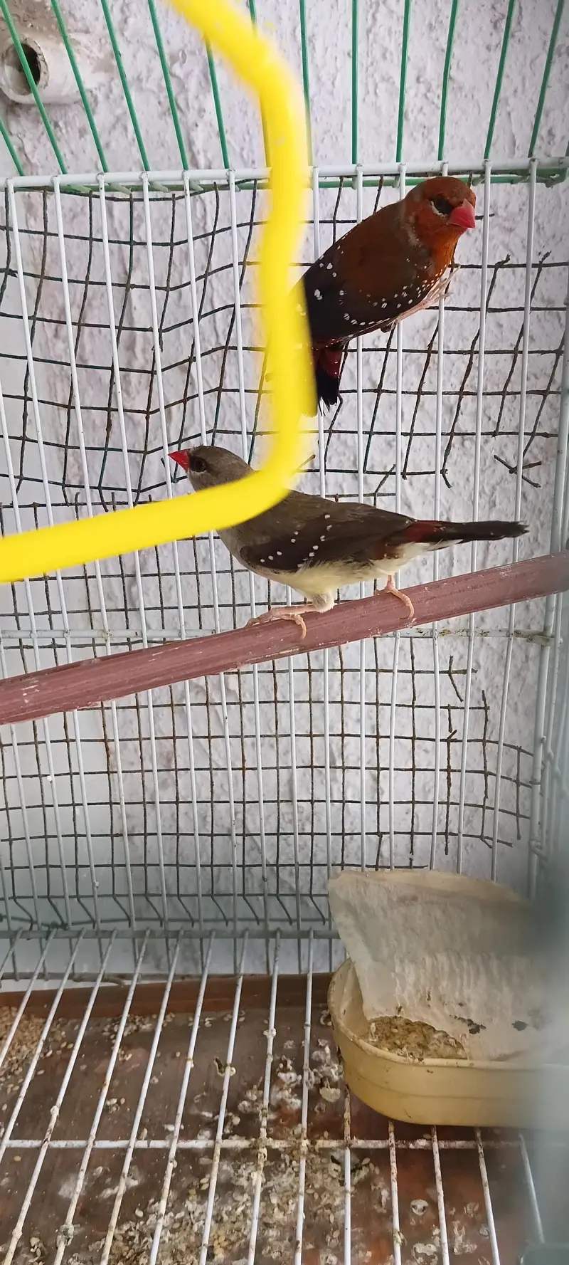 Singing Strawberry finch pair very healthy and active — photo 3