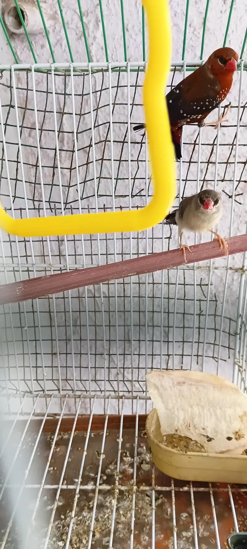 Singing Strawberry finch pair very healthy and active — photo 4