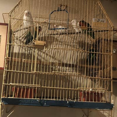 love birds three pairs  with cage