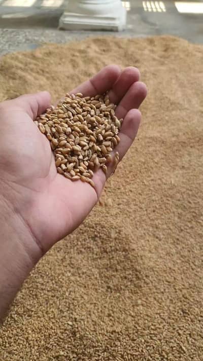 Punjab Wheat