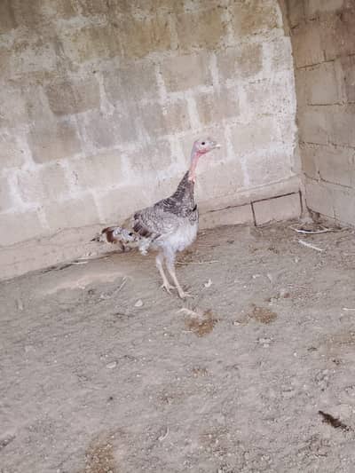 Turkey blue male