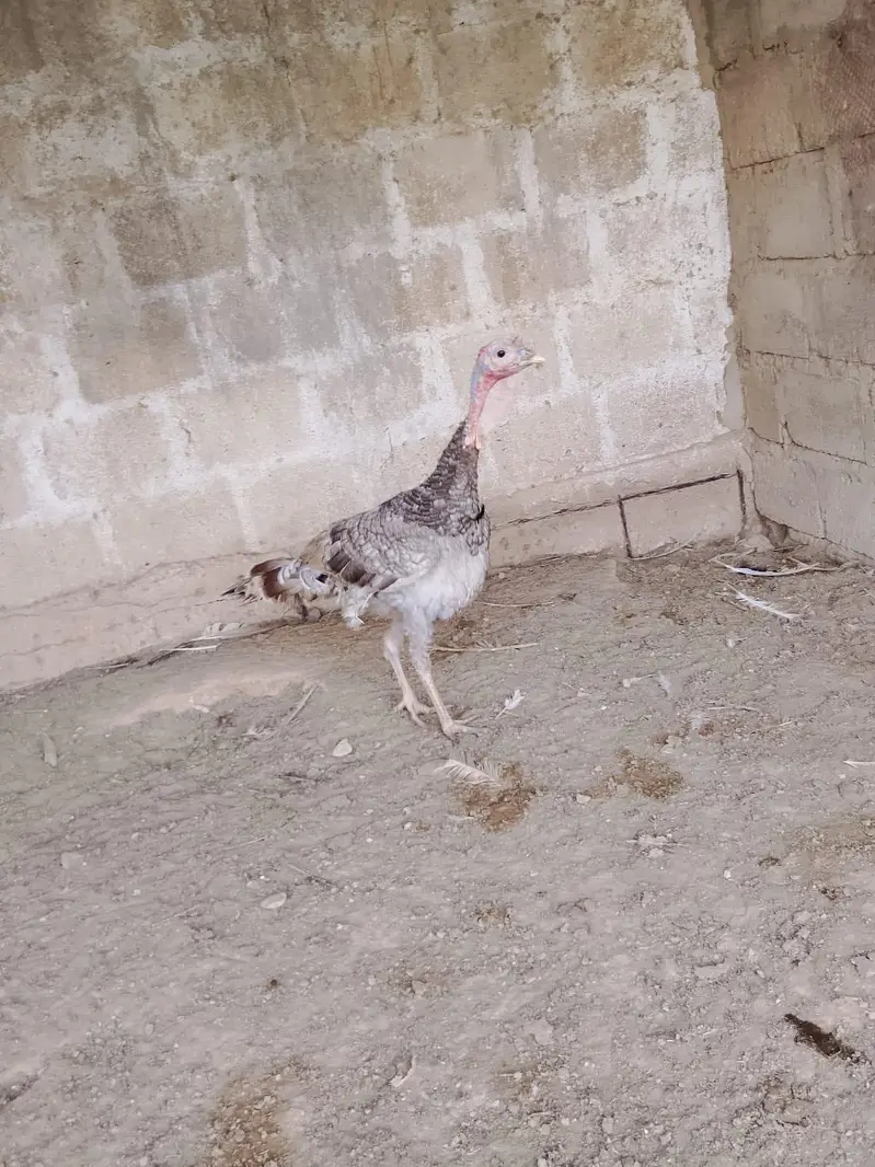Turkey blue male