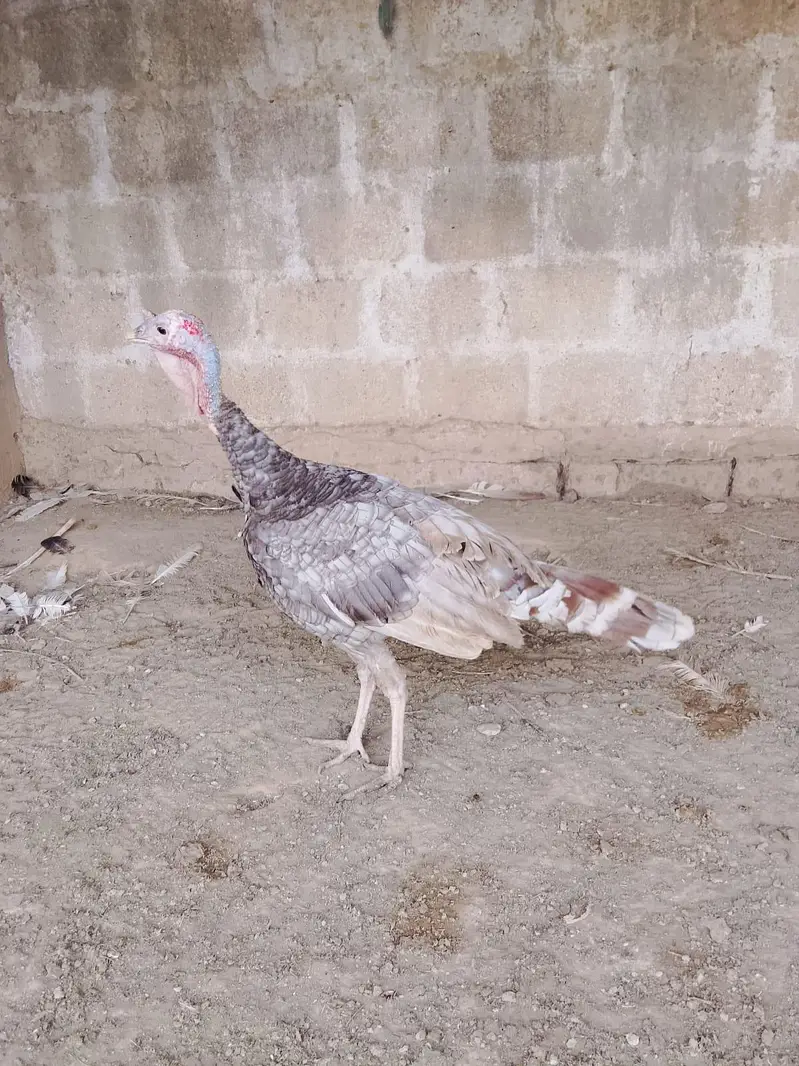 Turkey blue male — photo 2